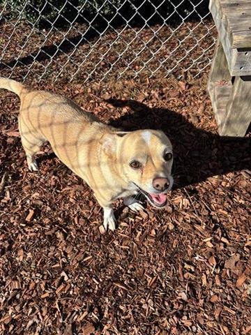 MEATLOAF - Chihuahua available for adoption