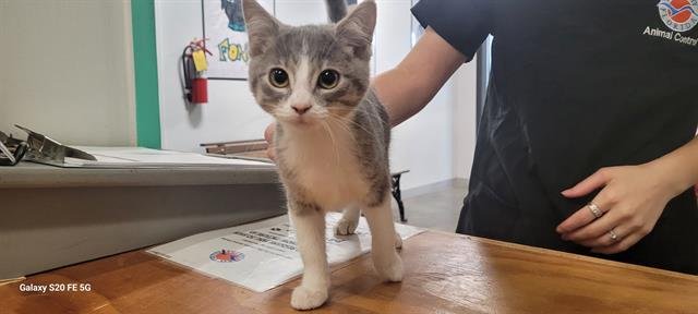 MELODY - Domestic Short Hair available for adoption