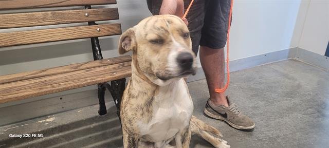 CHUCK - Bulldog available for adoption