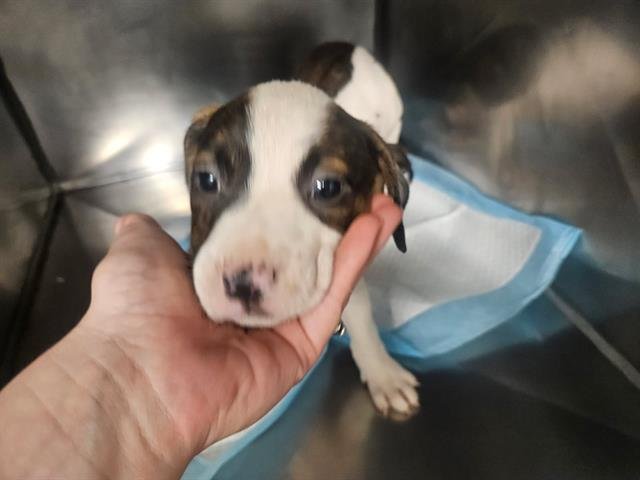 DAN - Terrier available for adoption