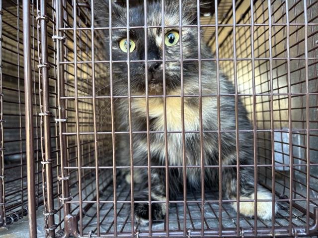 GENEVIEVE - Domestic Long Hair available for adoption