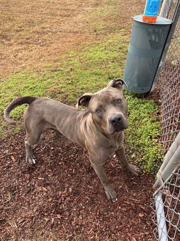 SMOKEY - American Staffordshire Terrier available for adoption