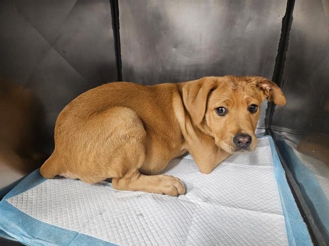 ANDY - Pit Bull Terrier available for adoption