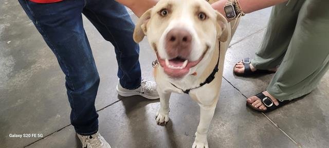 DOZER - Labrador Retriever available for adoption