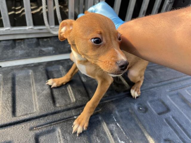 TUI - Chihuahua available for adoption