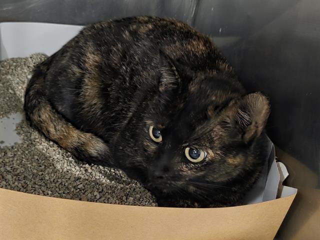 PRECIOUS - Domestic Short Hair available for adoption