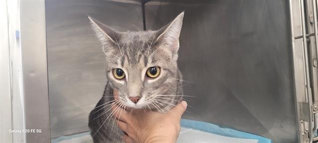 HENRIETTA - Domestic Short Hair available for adoption