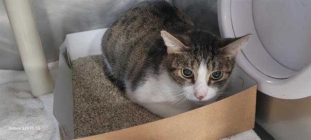 ANNA - Domestic Short Hair available for adoption