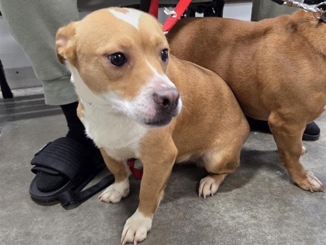 PRINCESS - Pit Bull Terrier available for adoption