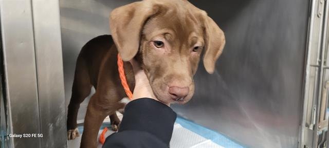 WILSON - Labrador Retriever available for adoption