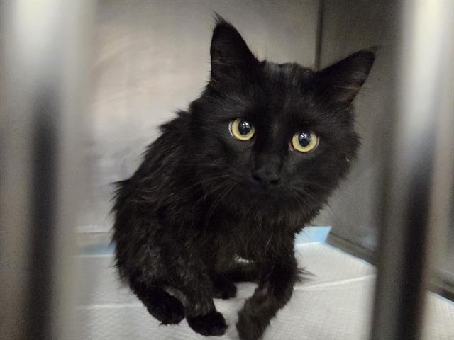 CUPID - Domestic Medium Hair available for adoption