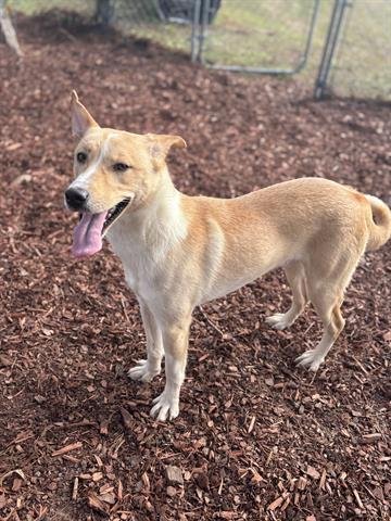 JETT - Labrador Retriever available for adoption