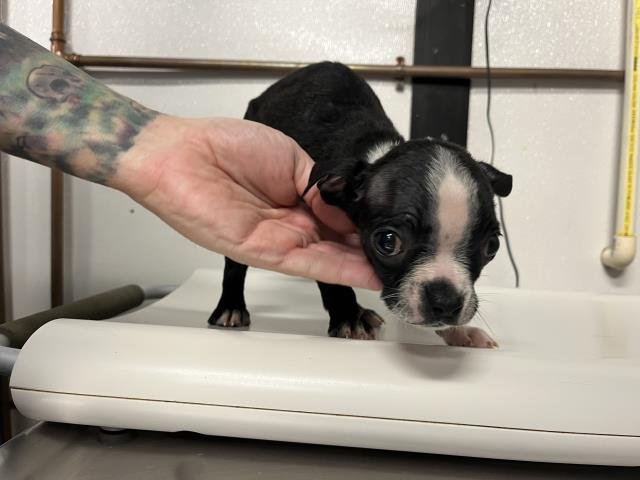KAMILA - Boston Terrier available for adoption