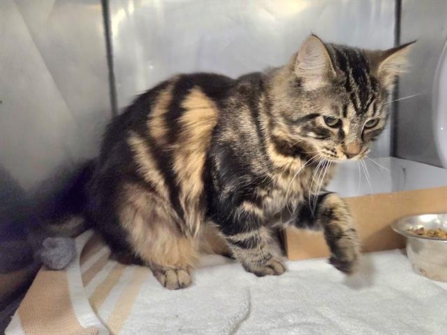 WESLEY - Domestic Medium Hair available for adoption