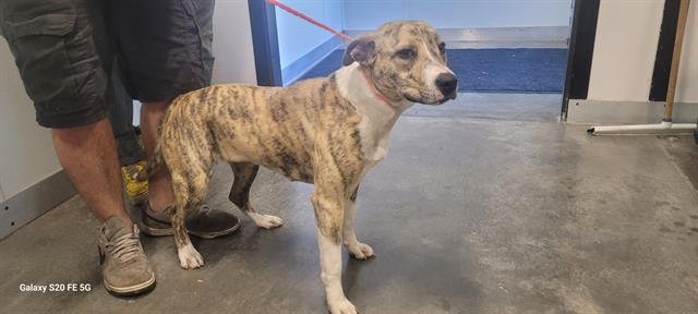 MARBLES - Bulldog available for adoption