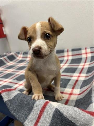 BUMBEE - Chihuahua available for adoption