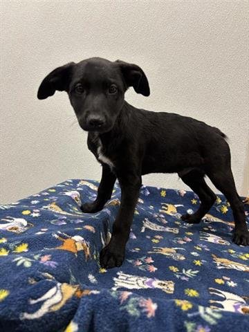 PRESTON - Labrador Retriever available for adoption