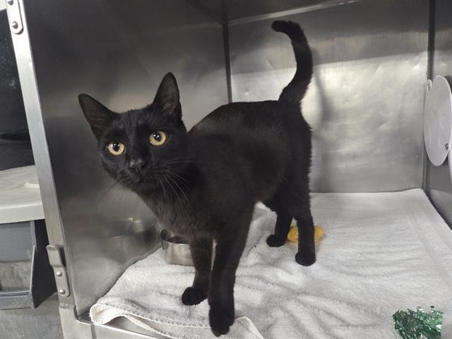 PEPPER - Domestic Short Hair available for adoption