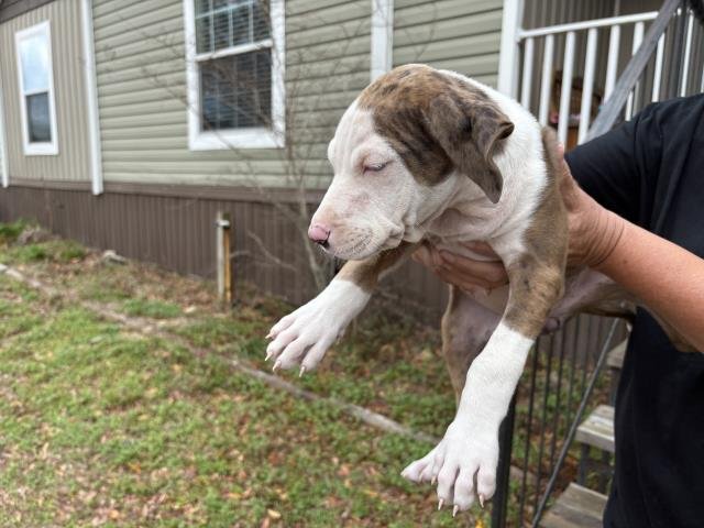 JOURNEY - Catahoula Leopard Dog available for adoption
