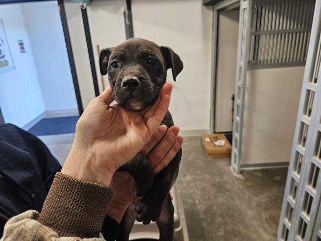 SARA - Pit Bull Terrier available for adoption