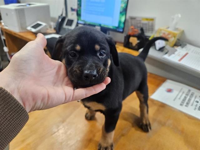 PEACH - Labrador Retriever / Boxer available for adoption