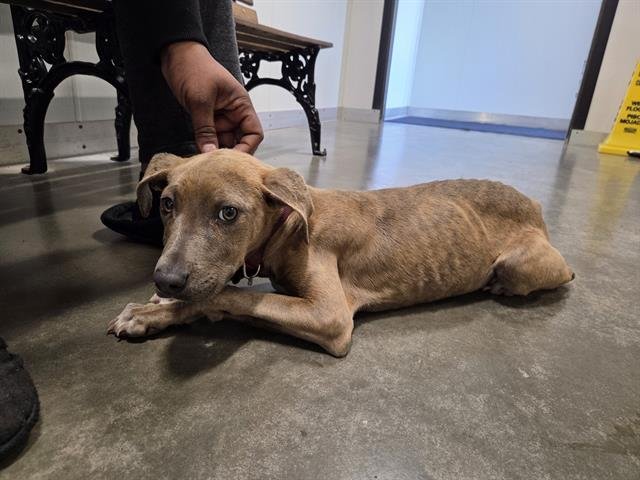 SHIBA - Pit Bull Terrier available for adoption