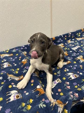 PARKER - Labrador Retriever available for adoption