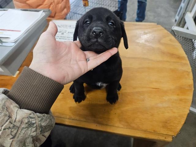 BLOSSOM - Labrador Retriever / Boxer available for adoption