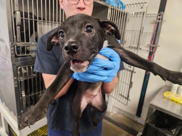 LIAM - Pit Bull Terrier available for adoption