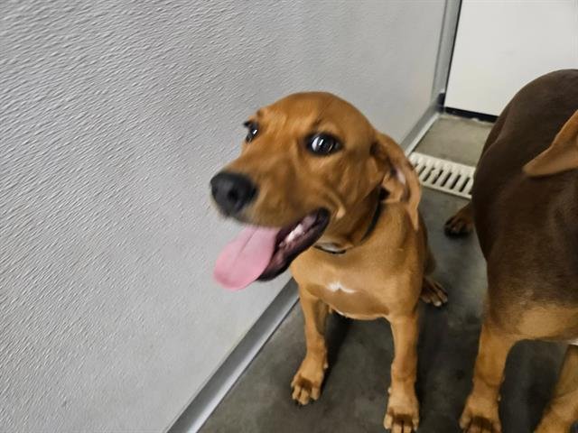 BALDY - English Coonhound / Pit Bull Terrier available for adoption