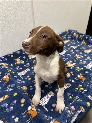 PIERCE - Labrador Retriever available for adoption