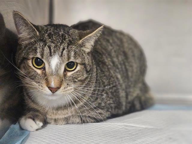 DELTA - Domestic Short Hair available for adoption