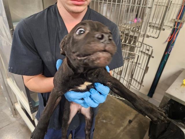 BRAXTON - Pit Bull Terrier available for adoption