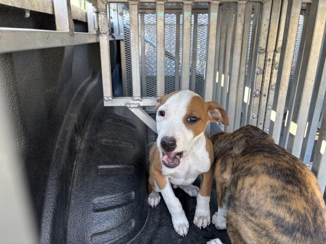 SHEPHERD - American Pit Bull Terrier available for adoption