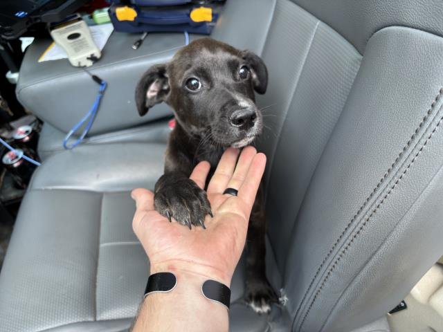 JUDGE - Labrador Retriever available for adoption