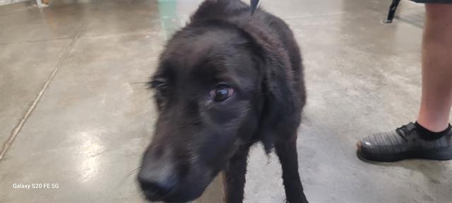 SHAY - Flat-coated Retriever available for adoption