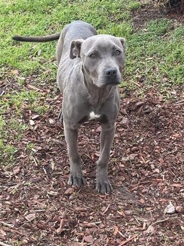 DORY - Pit Bull Terrier available for adoption
