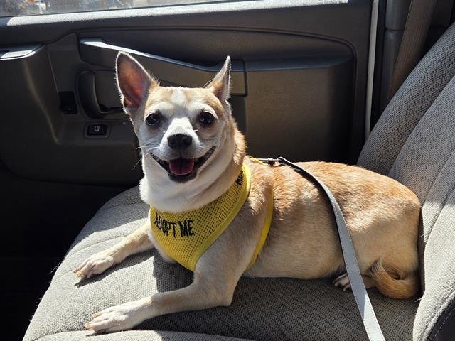 BONITA - Chihuahua available for adoption