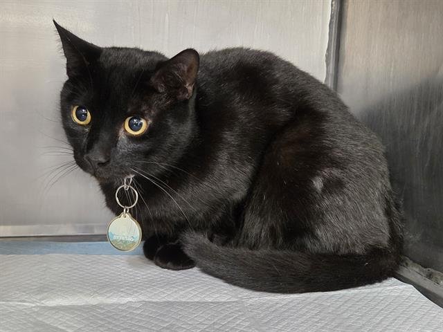 JUNIOR - Domestic Short Hair available for adoption