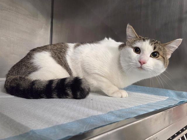 STORMY - Domestic Short Hair available for adoption