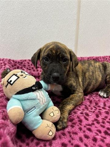COPPER - Bulldog available for adoption