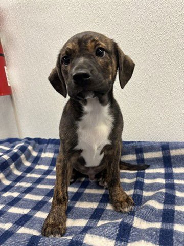 TIMMY - Terrier available for adoption