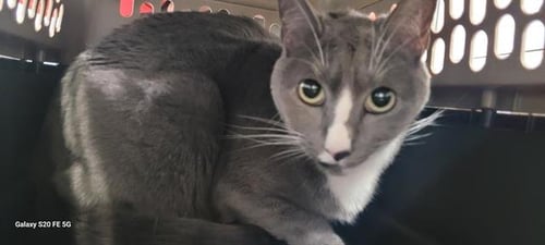 TOMI - Domestic Short Hair available for adoption