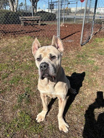 GAGE - Cane Corso Mastiff available for adoption