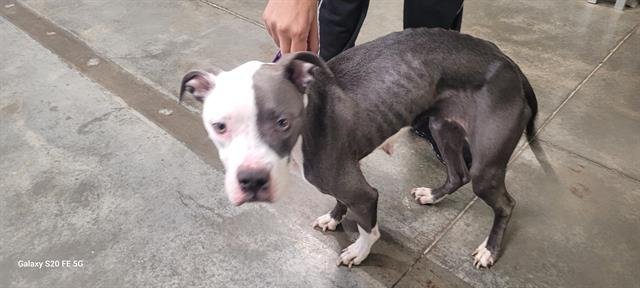 MAYA - Pit Bull Terrier available for adoption