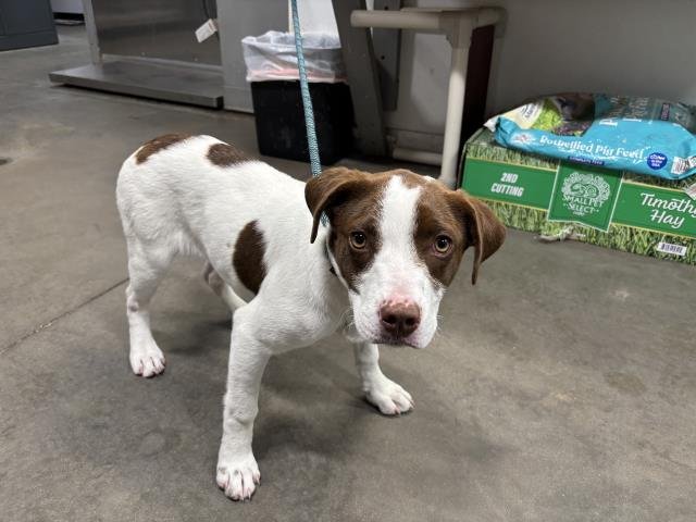 PUDDLES - Hound available for adoption