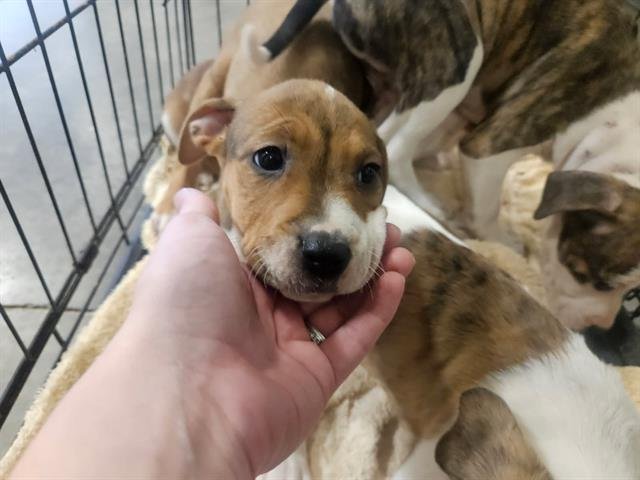 ESTHER - Terrier available for adoption