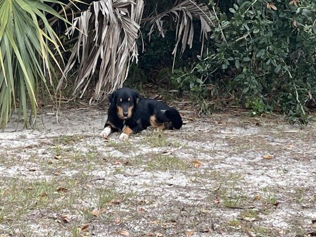 BOONE - Border Collie available for adoption