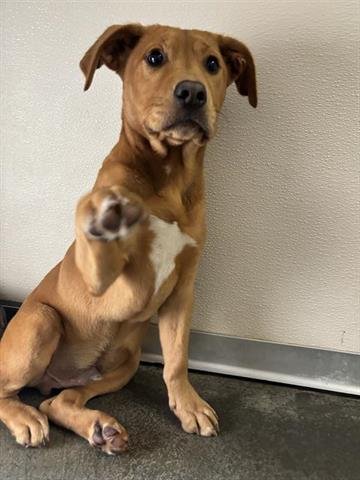 ANDY - Pit Bull Terrier available for adoption