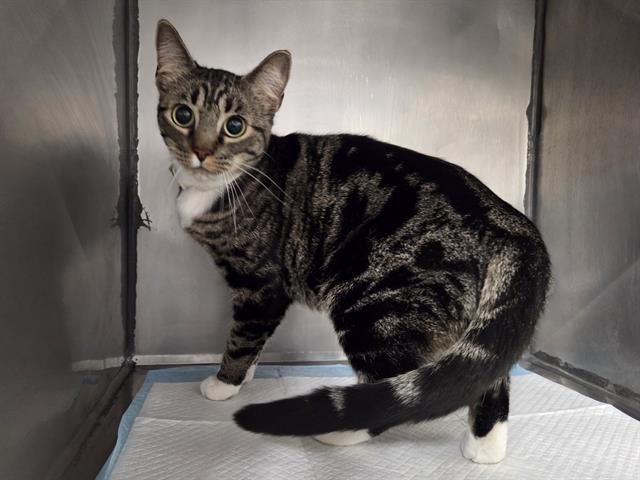 MARGARITA - Domestic Short Hair available for adoption